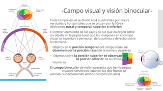 Rayos Visuales Fisiología sobre vista para estudiantes .pptx