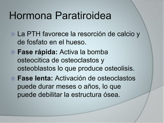 Hormona Paratiroidea 
 La PTH favorece la resorción de calcio y 
de fosfato en el hueso. 
 Fase rápida: Activa la bomba 
osteocitica de osteoclastos y 
osteoblastos lo que produce osteolisis. 
 Fase lenta: Activación de osteoclastos 
puede durar meses o años, lo que 
puede debilitar la estructura ósea. 
 