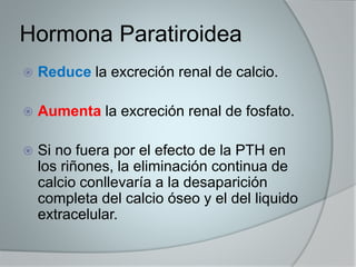 Hormona Paratiroidea 
 Reduce la excreción renal de calcio. 
 Aumenta la excreción renal de fosfato. 
 Si no fuera por el efecto de la PTH en 
los riñones, la eliminación continua de 
calcio conllevaría a la desaparición 
completa del calcio óseo y el del liquido 
extracelular. 
 