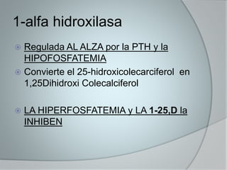 1-alfa hidroxilasa 
 Regulada AL ALZA por la PTH y la 
HIPOFOSFATEMIA 
 Convierte el 25-hidroxicolecarciferol en 
1,25Dihidroxi Colecalciferol 
 LA HIPERFOSFATEMIA y LA 1-25,D la 
INHIBEN 
 