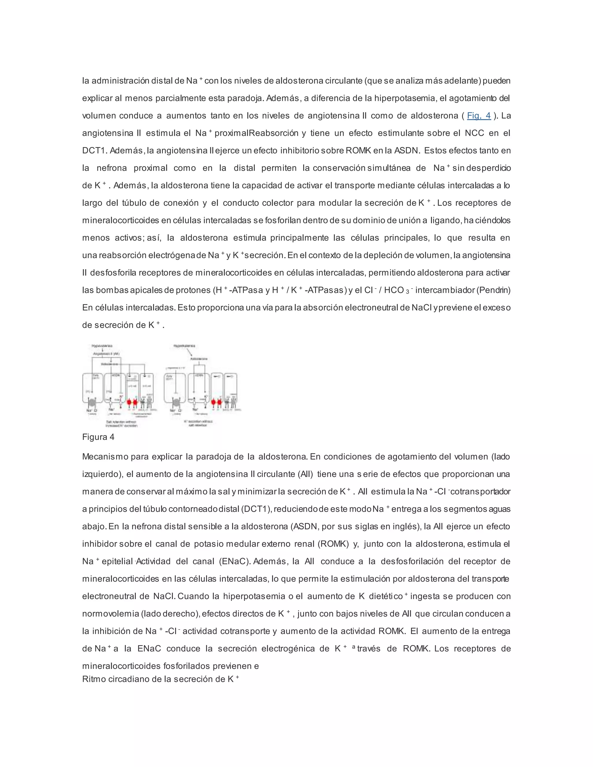 Fisiología y fisiopatología de la homeostasis del potasio | PDF