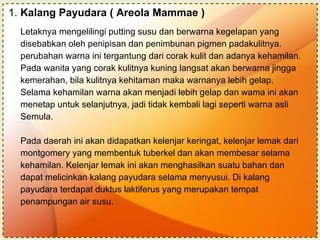 1.  Kalang Payudara ( Areola Mammae ) Letaknya mengelilingi putting susu dan berwarna kegelapan yang  disebabkan oleh penipisan dan penimbunan pigmen padakulitnya.  perubahan warna ini tergantung dari corak kulit dan adanya kehamilan.  Pada wanita yang corak kulitnya kuning langsat akan berwarna jingga  kemerahan, bila kulitnya kehitaman maka warnanya lebih gelap.  Selama kehamilan warna akan menjadi lebih gelap dan wama ini akan  menetap untuk selanjutnya, jadi tidak kembali lagi seperti warna asli  Semula. Pada daerah ini akan didapatkan kelenjar keringat, kelenjar lemak dari  montgomery yang membentuk tuberkel dan akan membesar selama  kehamilan. Kelenjar lemak ini akan menghasilkan suatu bahan dan  dapat melicinkan kalang payudara selama menyusui. Di kalang  payudara terdapat duktus laktiferus yang merupakan tempat  penampungan air susu. 