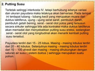 2. Putting Susu Terletak setinggi interkosta IV, tetapi berhubung adanya variasi  dan ukuran payudara maka letaknya akan bervariasi.  Pada tempat ini terdapat lubang - lubang kecil yang merupakan muara dari  duktus laktiferus, ujung - ujung serat saraf, pembuluh darah,  pembuluh getah bening, serat - serat otot polos yang tersusun  secara sirkuler sehingga bila ada kontraksi maka duktus laktiferus  akan memadat dan menyebabkan putting susu ereksi, sedangkan serat - serat otot yang longitudinal akan menarik kembali putting susu tersebut. Payudara terdiri dari 15 - 25 lobus. Masing - masing lobulus terdiri  dari 20 - 40 lobulus. Selanjutnya masing - masing lobulus terdiri  dari 10 – 100 alveoli dan masing - masing dihubungkan dengan  saluran air susu ( sistem duktus ) sehingga merupakan suatu  pohon. 
