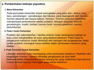 a. Pembentukan kelenjar payudara. 1. Masa Kehamilan   Pada permulaan kehamilan terjadi peningkatan yang jelas dari - duktus yang baru, percabangan - percabangan dan lobulus, yang dipengaruhi oleh hormon - hormon plasenta dan korpus luteum. Hormon - hormon yang ikut membantu mempercepat pertumbuhan adalah prolaktin, laktogen plasenta, karionik gonadotropin, insulin, kortisol, hormon tiroid, hormon paratoroid, hormon pertumbuhan. 2. Pada 3 bulan Kehamilan Prolaktin dari adenohipofise / hipofise anterior mulai merangsang kelenjar air susu untuk menghasilkan air susu yang disebut kolostrom. Pada masa ini pengeluaran kolostrum masih dihambat oleh estrogen dan progesterone, tetapi jumlah prolaktin meningkat hanya aktifitas dalam pembuatan kolostrum yang ditekan. 3. Pada Trimester Kedua Kehamilan Laktogen plasenta mulai merangsang untuk pembuatan kolostrum. Keaktifan dari rangsangan hormon - hormon terhadap pengeluaran air susu telah didemontrasikan kebenaranya bahwa seorang Ibu yang melahirkan bayi berumur 4 bulan dimana bayinya meninggal, tetap keluar kolostrum. 
