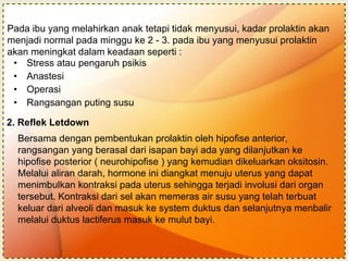 2. Reflek Letdown Stress atau pengaruh psikis Anastesi Operasi Rangsangan puting susu Pada ibu yang melahirkan anak tetapi tidak menyusui, kadar prolaktin akan menjadi normal pada minggu ke 2 - 3. pada ibu yang menyusui prolaktin akan meningkat dalam keadaan seperti : Bersama dengan pembentukan prolaktin oleh hipofise anterior, rangsangan yang berasal dari isapan bayi ada yang dilanjutkan ke hipofise posterior ( neurohipofise ) yang kemudian dikeluarkan oksitosin. Melalui aliran darah, hormone ini diangkat menuju uterus yang dapat menimbulkan kontraksi pada uterus sehingga terjadi involusi dari organ tersebut. Kontraksi dari sel akan memeras air susu yang telah terbuat keluar dari alveoli dan masuk ke system duktus dan selanjutnya menbalir melalui duktus lactiferus masuk ke mulut bayi. 