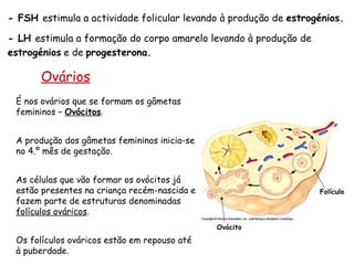 - FSH  estimula a actividade folicular levando à produção de  estrogénios. - LH  estimula a formação do corpo amarelo levando à produção de  estrogénios   e de   progesterona. Ovários É nos ovários que se formam os gâmetas femininos –  Ovócitos . A produção dos gâmetas femininos inicia-se no 4.º mês de gestação. As células que vão formar os ovócitos já estão presentes na criança recém-nascida e fazem parte de estruturas denominadas  folículos ováricos . Os folículos ováricos estão em repouso até à puberdade. Folículo Ovócito 