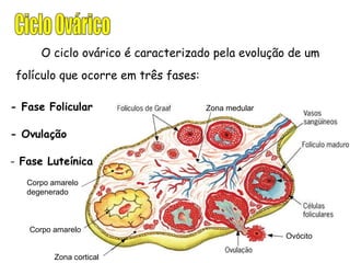 Ciclo Ovárico O ciclo ovárico é caracterizado pela evolução de um folículo que ocorre em três fases: - Fase Folicular - Ovulação Fase Luteínica Ovócito Corpo amarelo Corpo amarelo degenerado Zona cortical Zona medular 
