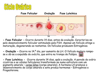 - Fase Folicular -  Ocorre durante 14 dias, antes da ovulação. Caracteriza-se pelo desenvolvimento folicular estimulado pela FSH. Apenas um folículo atinge a maturação, degenerando os restantes. Os folículos produzem Estrogénios. - Ovulação -  Ocorre no 14.º dia, por aumento da LH. O folículo maduro rompe-se e dá-se a expulsão do ovócito, que entra na trompa de Falópio. - Fase Luteínica -  Ocorre durante 14 dias, após a ovulação. A parede do ovário cicatriza e as células folículares transformam-se numa estrutura com um pigmento amarelo –  corpo lúteo  (corpo amarelo). A hormona LH promove o desenvolvimento do corpo amarelo e este produz hormonas – Estrogénios e Progesterona. Fase Folicular  Ovulação Fase Luteínica Ciclo Ovárico 