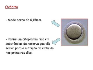 Ovócito Mede cerca de 0,15mm. Possui um citoplasma rico em substâncias de reserva que vão servir para a nutrição do embrião nos primeiros dias. 