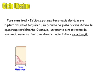 Fase menstrual  – Inicia-se por uma hemorragia devido a uma ruptura dos vasos sanguíneos, no decurso da qual a mucosa uterina se desagrega parcialmente. O sangue, juntamente com os restos de mucosa, formam um fluxo que dura cerca de 5 dias –  menstruação . Fase Menstrual Ciclo Uterino 