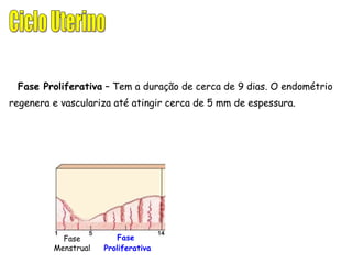 Fase Proliferativa  – Tem a duração de cerca de 9 dias. O endométrio regenera e vasculariza até atingir cerca de 5 mm de espessura. Fase  Proliferativa Fase Menstrual Ciclo Uterino 