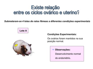 Existe relação entre os ciclos ovárico e uterino? Submeteram-se 4 lotes de ratos fêmeas a diferentes condições experimentais Condições Experimentais: Os ovários foram mantidos na sua posição normal. Observações: Desenvolvimento normal do endométrio. Lote A 