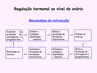 Regulação hormonal ao nível do ovário Mecanismos de retroacção : Aumento da produção de estrogénios e progesterona. Inibem o complexo hipotálamo-  -hipófise. Baixa a produção de hormonas hipofisárias. Inibem os ovários. Baixa a produção de estrogénios e progesterona. Estimula o complexo hipotálamo-  -hipófise. Aumenta a produção de hormonas hipofisárias. Estimulam os ovários. 