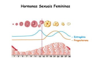 Hormonas Sexuais Femininas - Progesterona - Estrogénio 