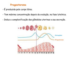 - É produzida pelo corpo lúteo. - Tem máxima concentração depois da ovulação, na fase luteínica. - Induz a complexificação das glândulas uterinas e sua secreção. Progesterona - Estrogénio - Progesterona 
