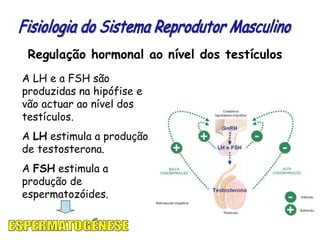 Regulação hormonal ao nível dos testículos A LH e a FSH são produzidas na hipófise e vão actuar ao nível dos testículos.  A  LH  estimula a produção de testosterona. A  FSH  estimula a produção de espermatozóides. Fisiologia do Sistema Reprodutor Masculino ESPERMATOGÉNESE 