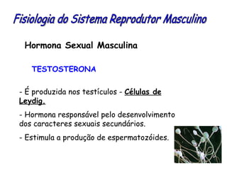 Hormona Sexual Masculina TESTOSTERONA Fisiologia do Sistema Reprodutor Masculino É produzida nos testículos -  Células de Leydig. Hormona responsável pelo desenvolvimento dos caracteres sexuais secundários. Estimula a produção de espermatozóides. 