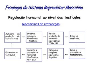 Regulação hormonal ao nível dos testículos Mecanismos de retroacção : Aumento da produção de testosterona. Inibem o complexo hipotálamo-  -hipófise. Baixa a produção de hormonas hipofisárias. FSH e LH Inibe os testículos. Baixa a produção de testosterona. Estimula o complexo hipotálamo-  -hipófise. Aumenta a produção de hormonas hipofisárias. FSH e LH Estimulam os testículos. Fisiologia do Sistema Reprodutor Masculino 