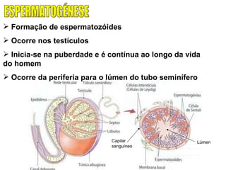 ESPERMATOGÉNESE Formação de espermatozóides Ocorre nos testículos Inicia-se na puberdade e é contínua ao longo da vida do homem Ocorre da periferia para o lúmen do tubo seminífero Lúmen Capilar sanguíneo 