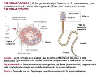 ESPERMATOGÓNIAS  (células germinativas) – Células com 2 cromossomas, que ao sofrerem divisão celular vão originar 4 células com 1 cromossoma – os  ESPERMATOZÓIDES . Cabeça  – Zona formada pelo  núcleo  (que contém a informação genética) e pelo  acrossoma  (que contém substâncias químicas que permitem a perfuração do óvulo). Peça Intermédia  – Onde se concentram organitos celulares (mitocôndrias) responsáveis pela produção de energia essencial à deslocação do espermatozóide. Cauda  – Formada por um flagelo que permite o movimento do espermatozóide. Cabeça Peça ou segmento intermédio Flagelo Núcleo Cauda Acrossoma 
