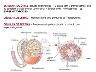 ESPERMATOGÓNIAS  (células germinativas) – Células com 2 cromossomas, que ao sofrerem divisão celular vão originar 4 células com 1 cromossoma – os  ESPERMATOZÓIDES . CÉLULAS DE LEYDIG  – Responsáveis pela produção de Testosterona. CÉLULAS DE SERTOLI  – Responsáveis pela protecção e nutrição das espermatogónias. Lúmen Capilar sanguíneo 