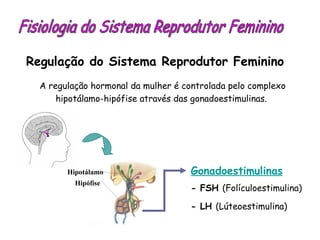Fisiologia do Sistema Reprodutor Feminino Regulação do Sistema Reprodutor Feminino A regulação hormonal da mulher é controlada pelo complexo hipotálamo-hipófise através das gonadoestimulinas. Gonadoestimulinas - FSH  (Folículoestimulina) - LH  (Lúteoestimulina) Hipotálamo Hipófise 