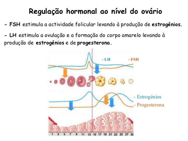 Fisiologia Sistema Reprodutor