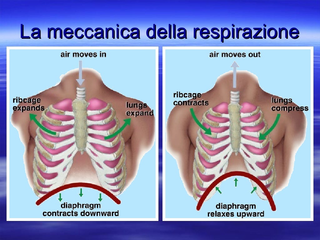 E D Aiuto Alla Respirazione Fisiologia della respirazione