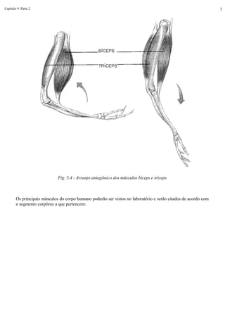 Capítulo 4: Parte 2 3
Fig. 5.4 - Arranjo antagônico dos músculos bíceps e tríceps
Os principais músculos do corpo humano poderão ser vistos no laboratório e serão citados de acordo com
o segmento corpóreo a que pertencem:
 