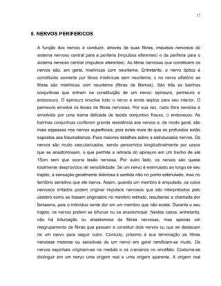 17 
5. NERVOS PERIFERICOS 
A função dos nervos é conduzir, através de suas fibras, impulsos nervosos do 
sistema nervoso central para a periferia (impulsos eferentes) e da periferia para o 
sistema nervoso central (impulsos aferentes). As libras nervosas que constituem os 
nervos são. em geral, mielínicas com neurilema. Entretanto, o nervo óptico é 
constituído somente por libras mielínicas sem neurilema, c no nervo olfatório as 
fibras são mielínicas com neurilema (fibras de Remak). São três as bainhas 
conjuntivas que entram na constituição de um nervo: epineuro, perineuro e 
endoneuro. O epineuro envolve todo o nervo e emite septos para seu interior. O 
perineuro envolve os feixes de fibras nervosas. Por sua vez, cada fibra nervosa é 
envolvida por uma trama delicada de tecido conjuntivo frouxo, o endoneuro. As 
bainhas conjuntivas conferem grande resistência aos nervos e, de modo geral, são 
mais espessas nos nervos superficiais, pois estes mais do que os profundos estão 
expostos aos traumatismos. Para maiores detalhes sobre a estruturados nervos. Os 
nervos são muito vascularizados, sendo percorridos longitudinalmente por vasos 
que se anastomosam, o que permite a retirada do epineuro em um trecho de até 
15cm sem que ocorra lesão nervosa. Por outro lado, os nervos são quase 
totalmente desprovidos de sensibilidade. Se um nervo é estimulado ao longo de seu 
trajeto, a sensação geralmente dolorosa é sentida não no ponto estimulado, mas no 
território sensitivo que ele inerva. Assim, quando um membro é amputado, os cotos 
nervosos irritados podem originar impulsos nervosos que são interpretados pelo 
cérebro como se fossem originados no membro retirado, resultando a chamada dor 
fantasma, pois o indivíduo sente dor cm um membro que não existe. Durante o seu 
trajeto, os nervos podem se bifurcar ou se anastomosar. Nestes casos, entretanto, 
não há bifurcação ou anastomose de fibras nervosas, mas apenas um 
reagrupamento de fibras que passam a constituir dois nervos ou que se destacam 
de um nervo para seguir outro. Contudo, próximo à sua terminação as fibras 
nervosas motoras ou sensitivas de um nervo em geral ramificam-se muito. Os 
nervos espinhais originam-se na medula e os cranianos no encéfalo. Costuma-se 
distinguir em um nervo uma origem real e uma origem aparente. A origem real 
 