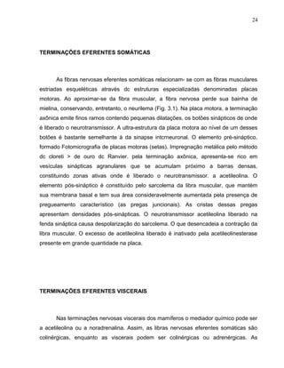24 
TERMINAÇÕES EFERENTES SOMÁTICAS 
As fibras nervosas eferentes somáticas relacionam- se com as fibras musculares 
estriadas esqueléticas através dc estruturas especializadas denominadas placas 
motoras. Ao aproximar-se da fibra muscular, a fibra nervosa perde sua bainha de 
mielina, conservando, entretanto, o neurilema (Fig. 3.1). Na placa motora, a terminação 
axônica emite finos ramos contendo pequenas dilatações, os botões sinápticos de onde 
é liberado o neurotransmissor. A ultra-estrutura da placa motora ao nível de um desses 
botões é bastante semelhante à da sinapse intcrneuronal. O elemento pré-sináptico, 
formado Fotomicrografia de placas motoras (setas). Impregnação metálica pelo método 
dc cloreti > de ouro dc Ranvier. pela terminação axônica, apresenta-se rico em 
vesículas sinápticas agranulares que se acumulam próximo a barras densas, 
constituindo zonas ativas onde é liberado o neurotransmissor. a acetileolina. O 
elemento pós-sináptico é constituído pelo sarcolema da libra muscular, que mantém 
sua membrana basal e tem sua área consideravelmente aumentada pela presença de 
pregueamento característico (as pregas juncionais). As cristas dessas pregas 
apresentam densidades pós-sinápticas. O neurotransmissor acetileolina liberado na 
fenda sináptica causa despolarização do sarcolema. O que desencadeia a contração da 
libra muscular. O excesso de acetileolina liberado é inativado pela acetileolinesterase 
presente em grande quantidade na placa. 
TERMINAÇÕES EFERENTES VISCERAIS 
Nas terminações nervosas viscerais dos mamíferos o mediador químico pode ser 
a acetileolina ou a noradrenalina. Assim, as libras nervosas eferentes somáticas são 
colinérgicas, enquanto as viscerais podem ser colinérgicas ou adrenérgicas. As 
 