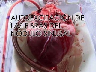 AUTOEXCITACIÓN DE
LAS FIBRAS DEL
NÓDULO SINUSAL
 