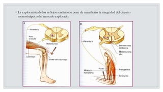 ◦ La exploración de los reflejos tendinosos pone de manifiesto la integridad del circuito
monosináptico del musculo explorado.
 