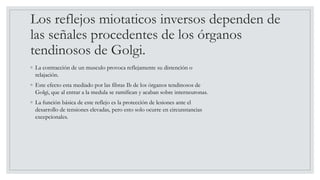 Los reflejos miotaticos inversos dependen de
las señales procedentes de los órganos
tendinosos de Golgi.
◦ La contracción de un musculo provoca reflejamente su distención o
relajación.
◦ Este efecto esta mediado por las fibras Ib de los órganos tendinosos de
Golgi, que al entrar a la medula se ramifican y acaban sobre interneuronas.
◦ La función básica de este reflejo es la protección de lesiones ante el
desarrollo de tensiones elevadas, pero esto solo ocurre en circunstancias
excepcionales.
 