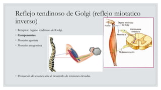 Reflejo tendinoso de Golgi (reflejo miotatico
inverso)
◦ Receptor: órgano tendinoso del Golgi.
◦ Componentes:
◦ Musculo agonista
◦ Musculo antagonista
◦ Protección de lesiones ante el desarrollo de tensiones elevadas.
 