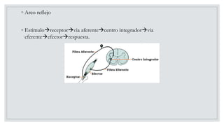 ◦ Arco reflejo
◦ Estimuloreceptorvia aferentecentro integradorvia
eferenteefectorrespuesta.
 