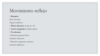 Movimiento reflejo
• Receptor:
Huso muscular
Órgano tendinoso
• Fibras aferentes: de tipo Ia y II
• Centro integrador: medula espinal.
• Via aferente:
Musculo agonista: flexor.
Estimulo excitarorio
Musculo antagonista: extensor,
Estimulo inhibitorio.
 