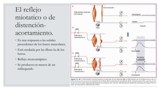El reflejo
miotatico o de
distención-
acortamiento.
◦ Es una respuesta a las señales
procedentes de los husos musculares.
◦ Está mediada por las fibras Ia de los
husos.
◦ Reflejo monosináptico
◦ Se producen en menos de un
milisegundo
 