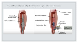 ◦ La señal sensorial para el reflejo de estiramiento se origina en los husos musculares.
 