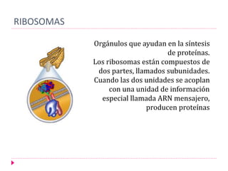 RIBOSOMAS
Orgánulos que ayudan en la síntesis
de proteínas.
Los ribosomas están compuestos de
dos partes, llamados subunidades.
Cuando las dos unidades se acoplan
con una unidad de información
especial llamada ARN mensajero,
producen proteínas
 