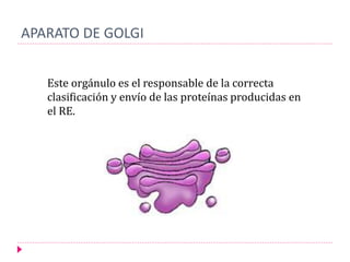 APARATO DE GOLGI
Este orgánulo es el responsable de la correcta
clasificación y envío de las proteínas producidas en
el RE.
 