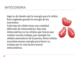 MITOCONDRIA
Aquí es de donde sale la energía para la célula.
Este orgánulo guarda la energía de los
nutrientes.
Cada tipo de célula tiene una cantidad
diferente de mitocondrias. Hay más
mitocondrias en las células que tienen que
realizar mucho trabajo, por ejemplo las
células musculares de la pierna, Otras células
necesitan menos energía para hacer su
trabajo por lo cual tienen menos
mitocondrias.
 