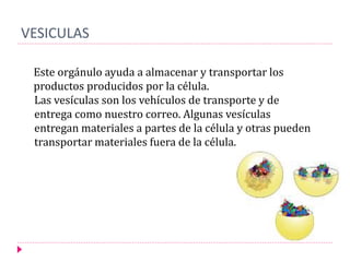 VESICULAS
Este orgánulo ayuda a almacenar y transportar los
productos producidos por la célula.
Las vesículas son los vehículos de transporte y de
entrega como nuestro correo. Algunas vesículas
entregan materiales a partes de la célula y otras pueden
transportar materiales fuera de la célula.
 