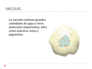 VACULAS
La vacuola contiene grandes
cantidades de agua y otros
materiales importantes, tales
como azúcares, iones y
pigmentos.
 