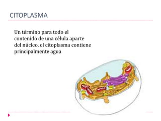 CITOPLASMA
Un término para todo el
contenido de una célula aparte
del núcleo. el citoplasma contiene
principalmente agua
 