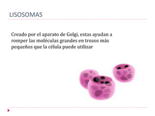 LISOSOMAS
Creado por el aparato de Golgi, estas ayudan a
romper las moléculas grandes en trozos más
pequeños que la célula puede utilizar
 