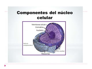 FISIOLOGIA CELULAR