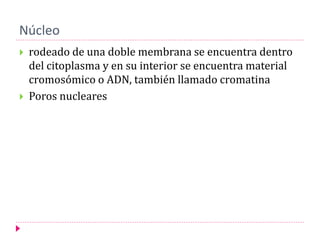 Núcleo
 rodeado de una doble membrana se encuentra dentro
del citoplasma y en su interior se encuentra material
cromosómico o ADN, también llamado cromatina
 Poros nucleares
 