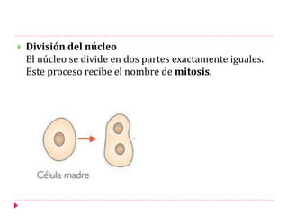  División del núcleo
El núcleo se divide en dos partes exactamente iguales.
Este proceso recibe el nombre de mitosis.
 