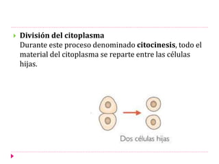  División del citoplasma
Durante este proceso denominado citocinesis, todo el
material del citoplasma se reparte entre las células
hijas.
 